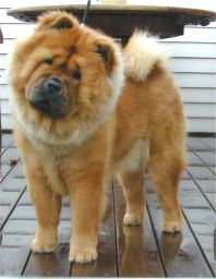 Stagebos Queen Of Hearts-1 year