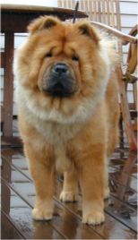 Stagebos Queen Of Hearts-1 year