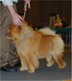 Stagebos Quincy-1.Youth Dog