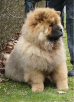 Stagebos Trinity-5 month