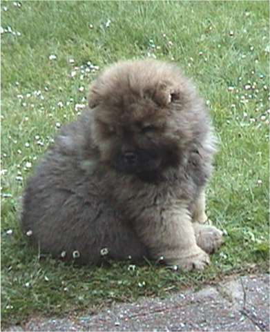 Stagebos Undercover (Daisy) 10 week