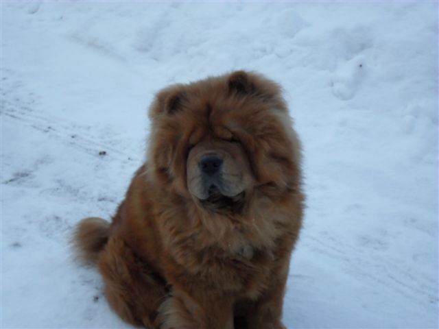 Stagebos Vanity Fair (Balu)