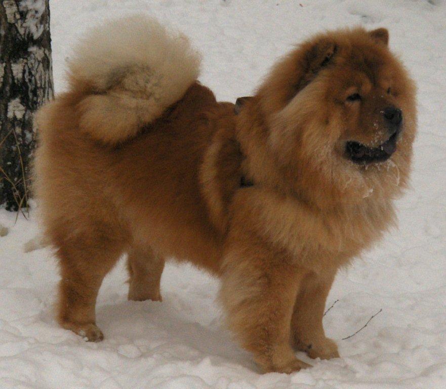Stagebos Wild Thing (Nalle)-Finland