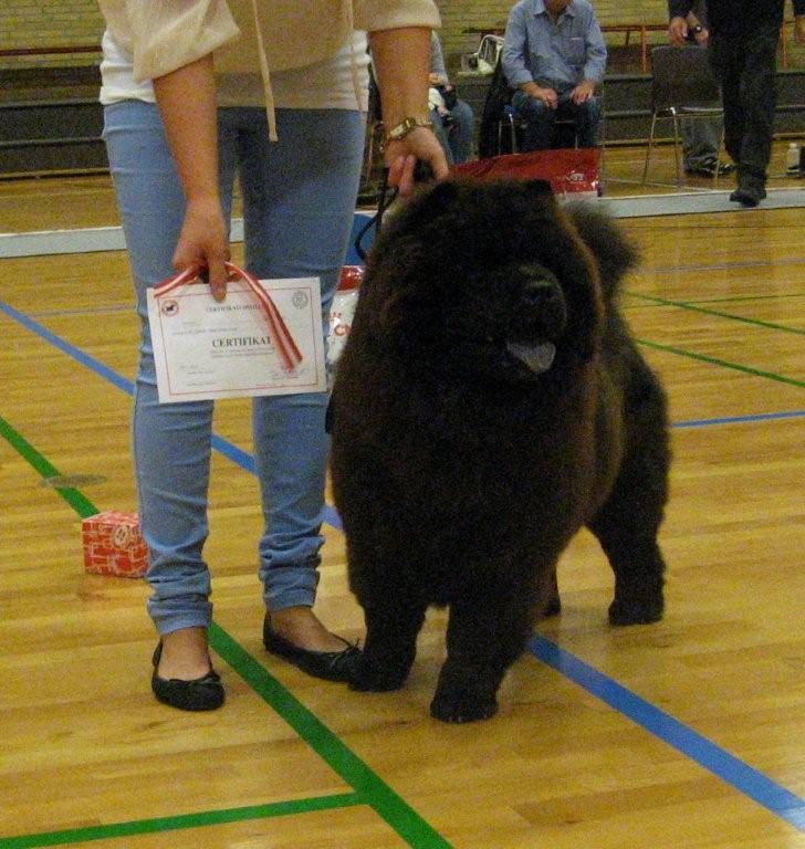Stagebos Xx (1 Danish Cert.-9 month old)