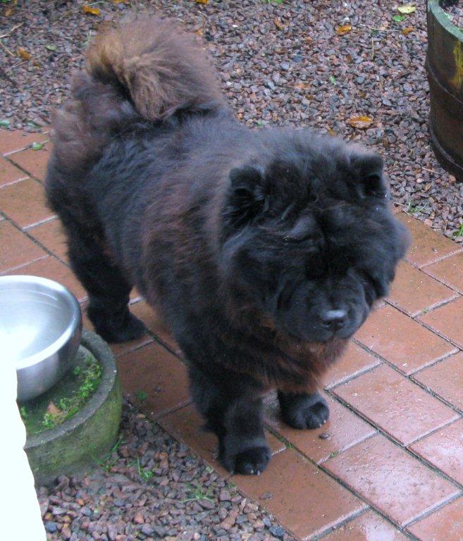 Stagebo´s Xx (Xulaima)-female - Born 2008-died 2016
