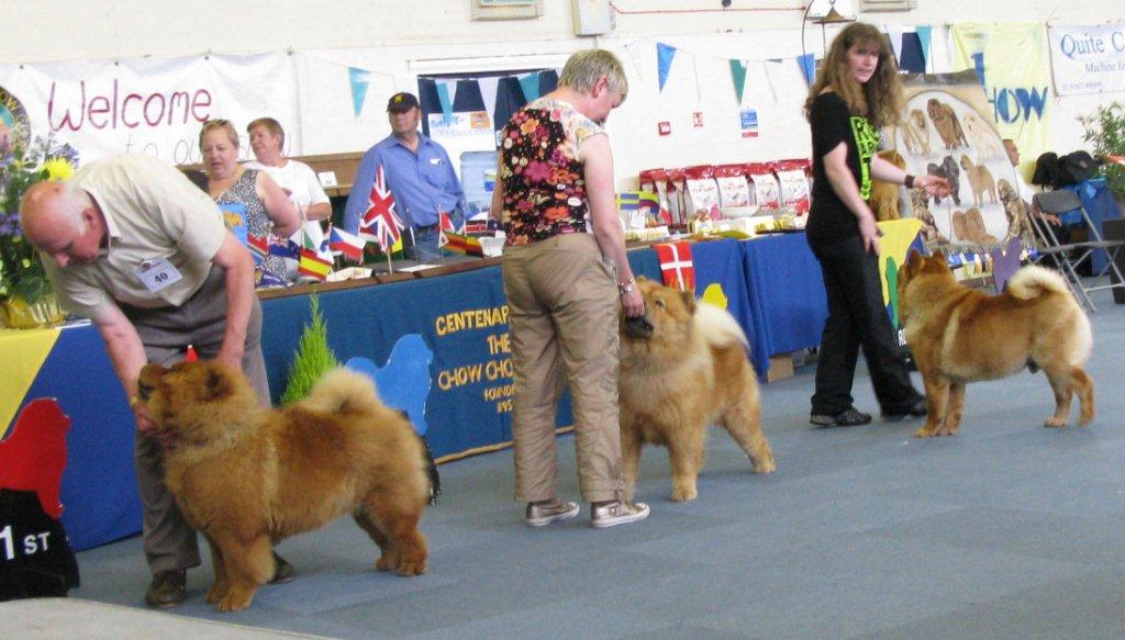 Open dog 1.Miketilla Mondrian  At Brunita 2.Miketilla Morrissey 3. CH Chinrosc Rumn Rascal