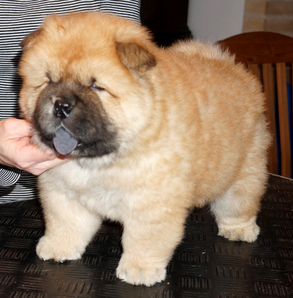 Male 6 week-Skychows