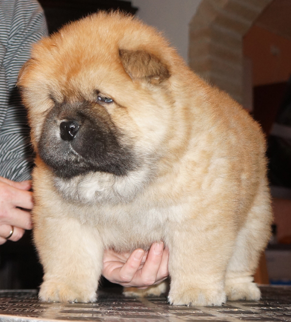 Male 6 week-Skychows