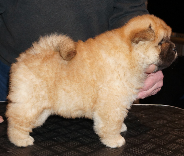 Male 6 week-Germany