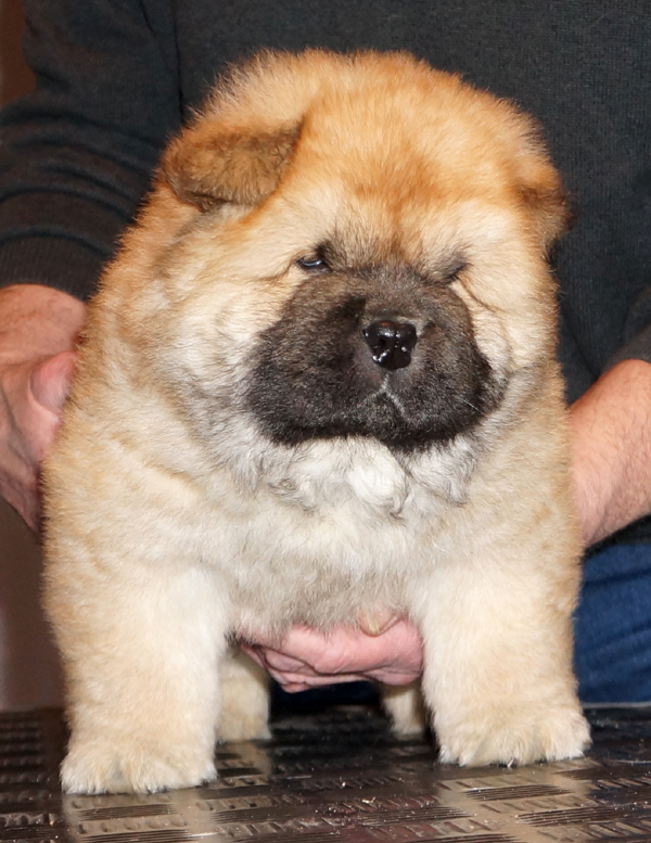 Male 6 week-Germany