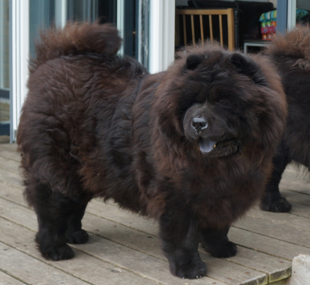 Stagebo's Xx (Sulaima-5 year)