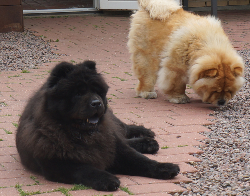 Sulo (Stagebos Strawberry Fields Forever) and her granddaughter Stagebos ZZ Top