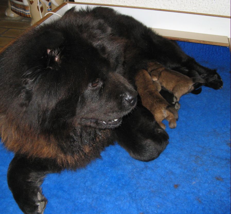 Sulo and her puppies