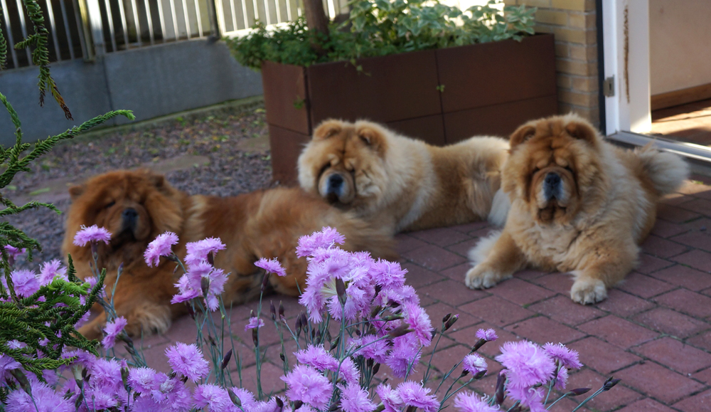 Azalia, Sumac and Tripper