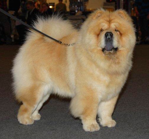 Mi-Paos Red Sumac-151011 Aars - Cert.-Best Dog 2 -Photo: Lunau