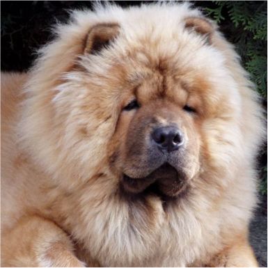 Stagebos Super Trouper-9 month