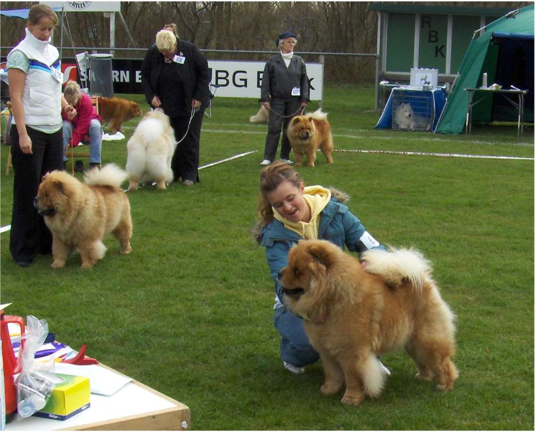 Junior dog 1.1.CK+Best male 2-Stagebos Tambourine Man-Handler: Louise