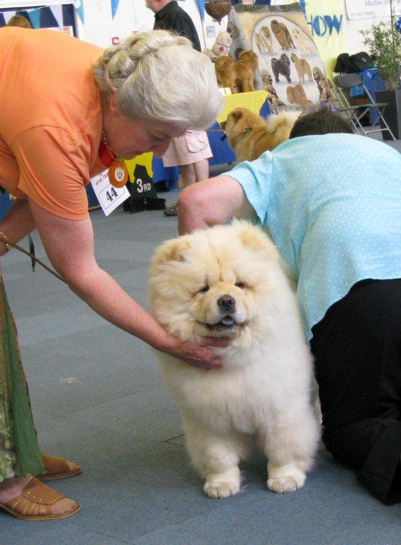 Puppy class 3.Tanlap Tooqute