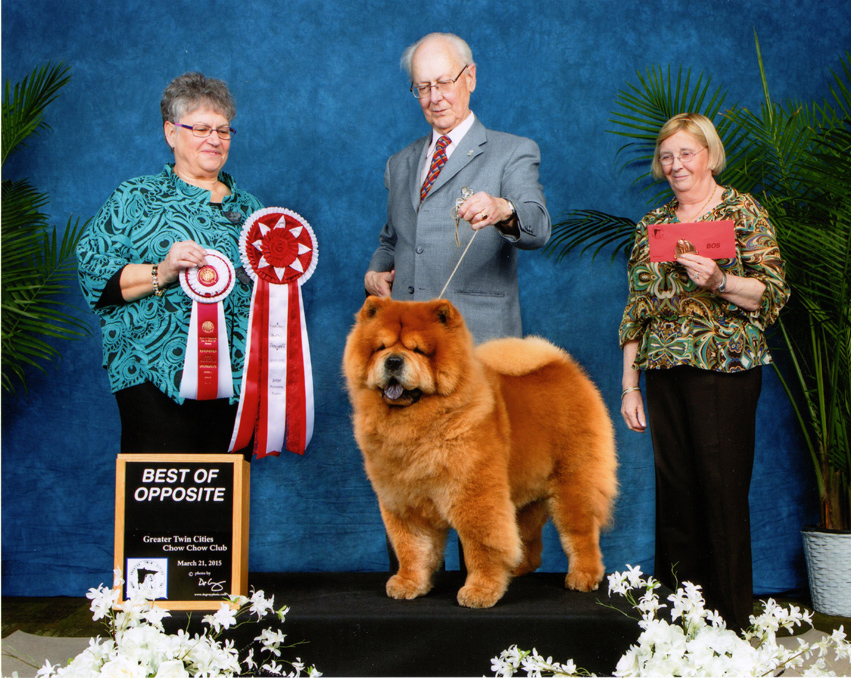 21.03.15: BOB-GTCCCC (S.Godber)-BOS-GTCCCC (M.Baden) CH Mi-Pao's Thor-DeGruy Photo