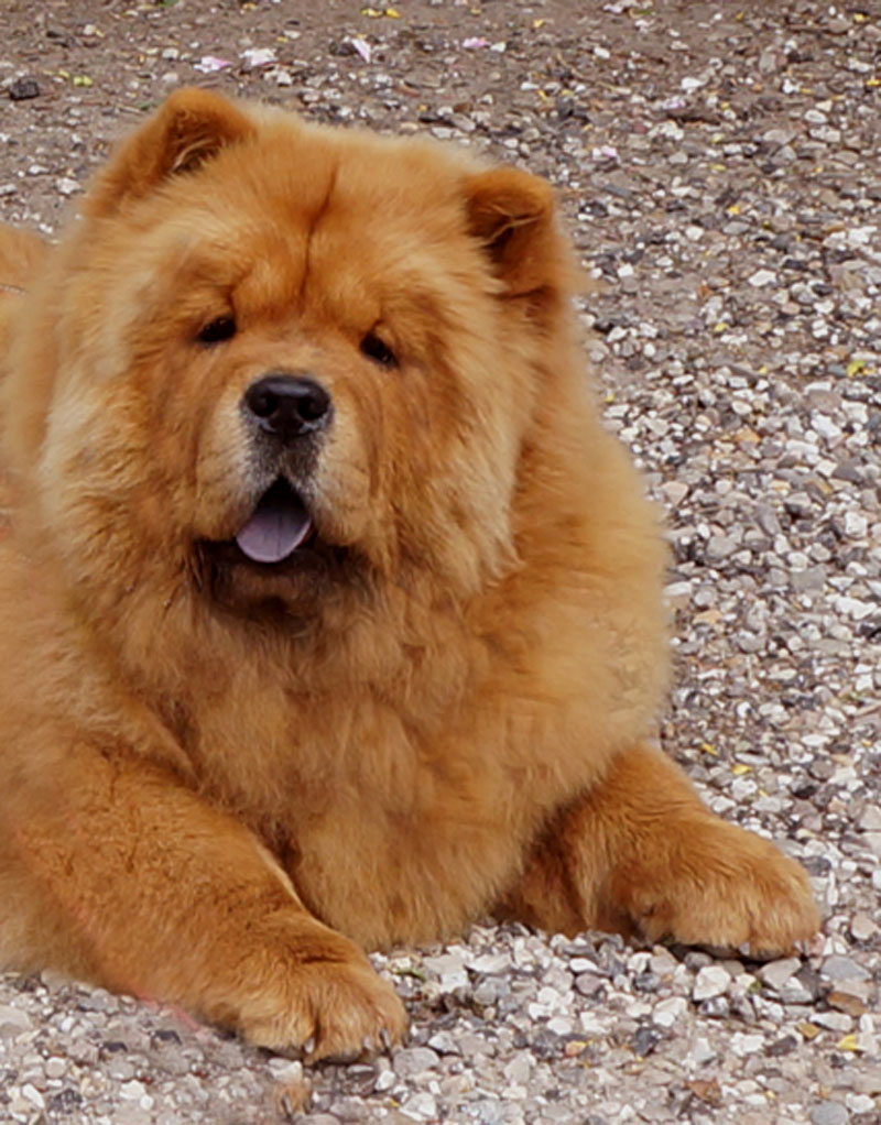 Stagebo's Diggi-Loo Diggi Ley (Thea-7 month)-lives in Gjerrild, DK