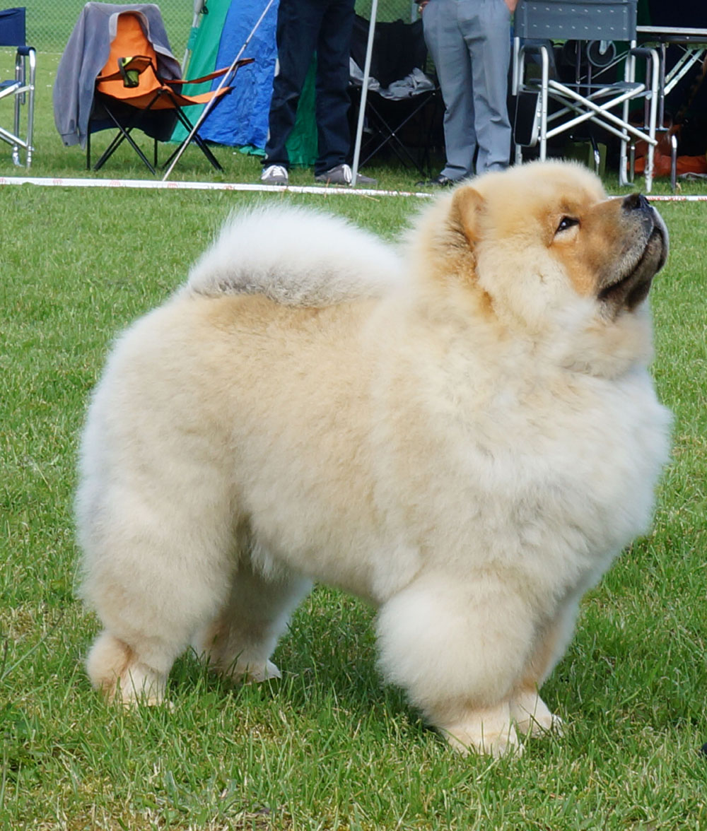 Best puppydog: Bon Triumph Diamond Rock