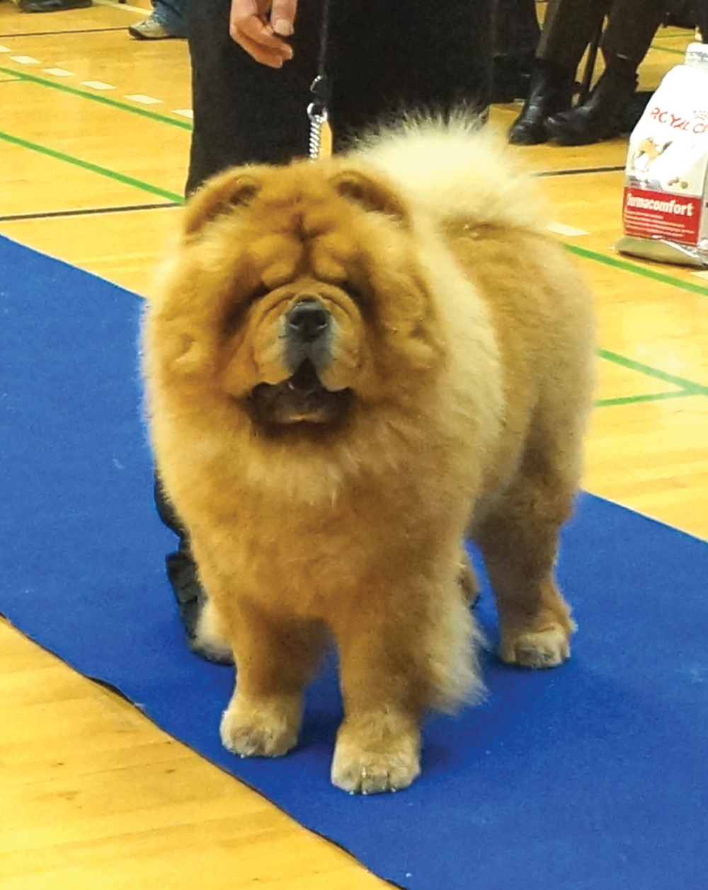 Best dog 4 - Chan-Los Day Tripper