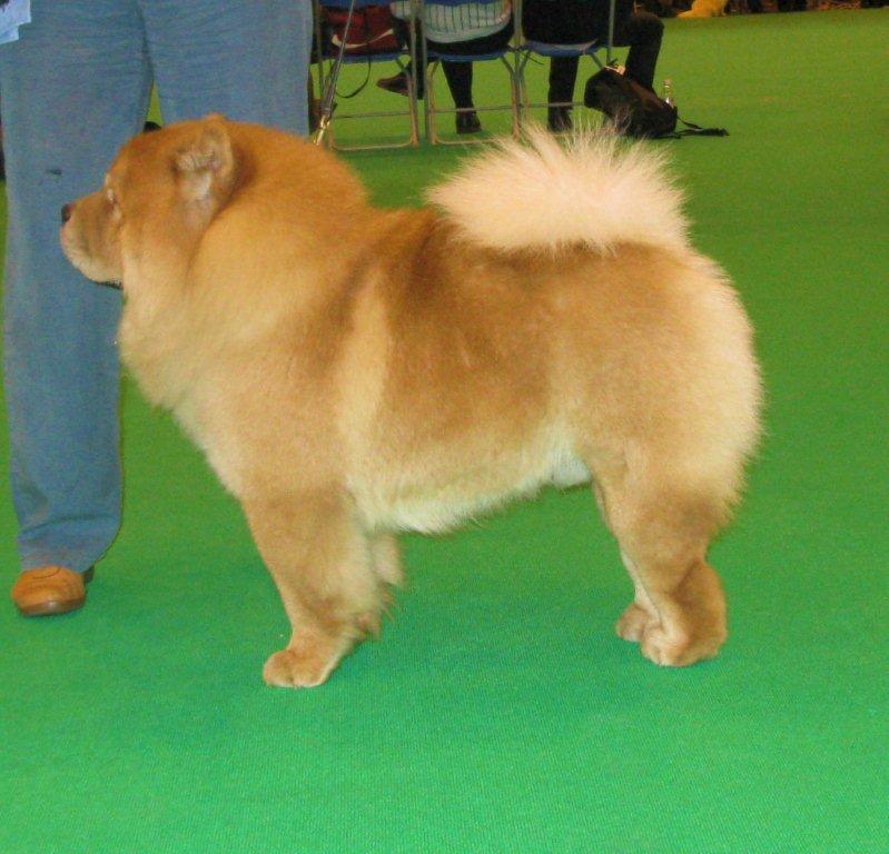 Post grad.dog 1.Tsuni He Is Dandy