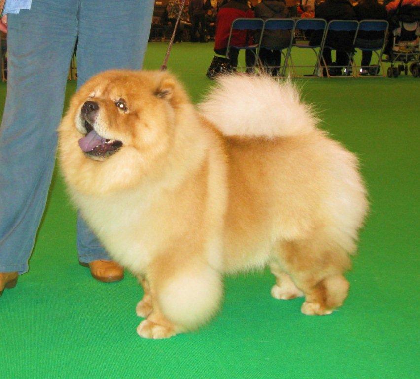 Limit dog 1.Chanoyu Son`N` Heir