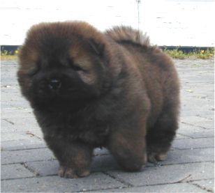 Stagebos Undercover-6 week