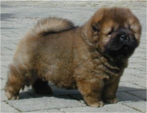 Stagebos Uptown Girl-6 week