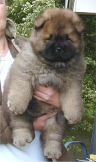 Stagebos Undercover-6 week 