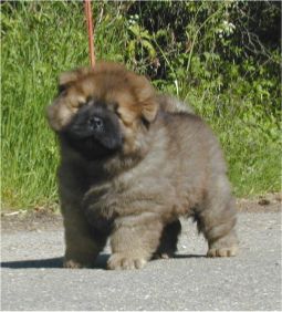 Stagebos Undercover-8 week