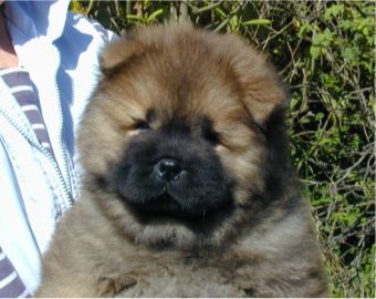 Stagebos Undercover-8 week