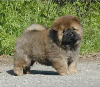Stagebos Uptown Girl-8 week