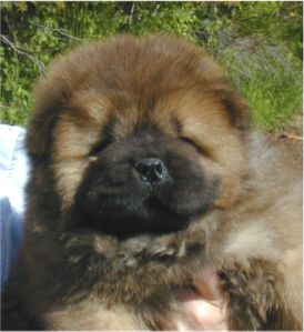 Stagebos Uptown Girl-8 week