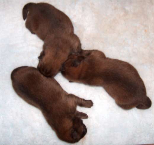 2 days old