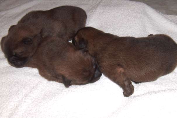 4 days old