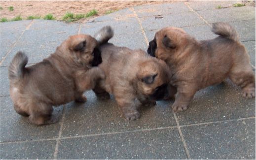 V-litter-4 week old