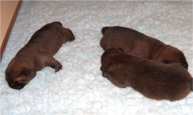 5 days old- female left