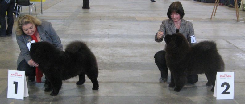 Junior female-1. Queen Black Samba vom Len-Chi-Lou 2.Dai Lan Zung Tzung Le