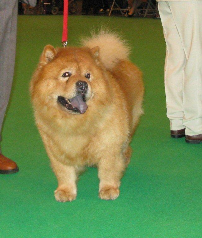 Vet.dog 1.Mayjo Banjamin At Brunita