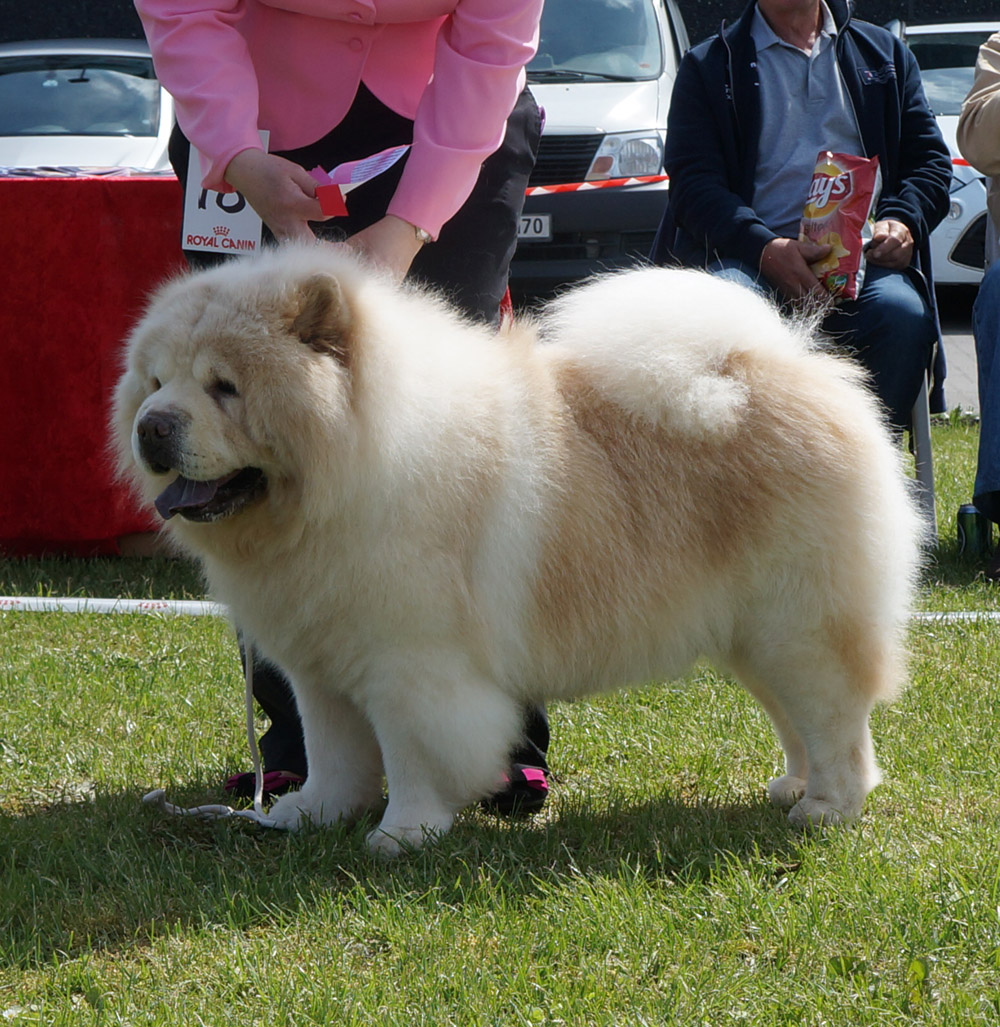 Best veterandog: CH Rossy Cream Colombo