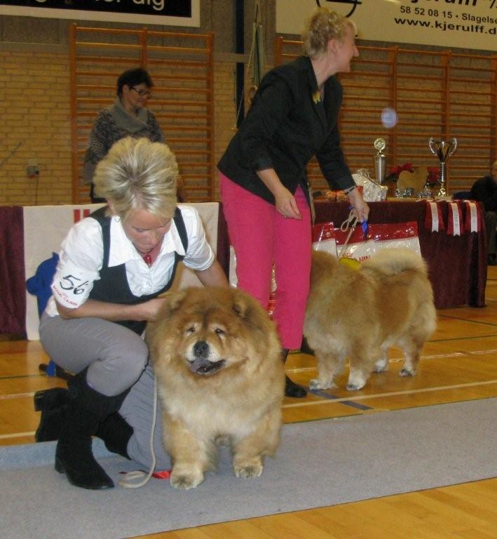 Veteran female 1.CH Piuk Chow Pleasant Miss Magic 2.Piuk Chow Precious Juliet