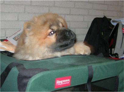 Voulez-Vouz-3 month-first show