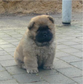 Voulez-Vouz-6 week