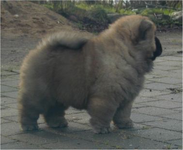 Voulez-Vouz-6 week