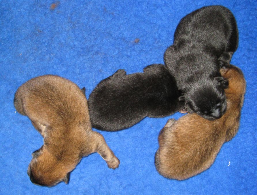 2 days old and 550-600 g each