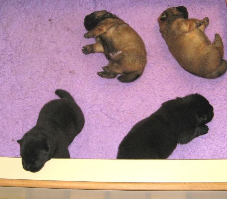 W-litter-2 week old