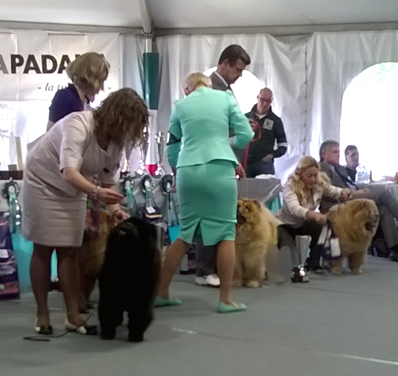 Champion female 1-4