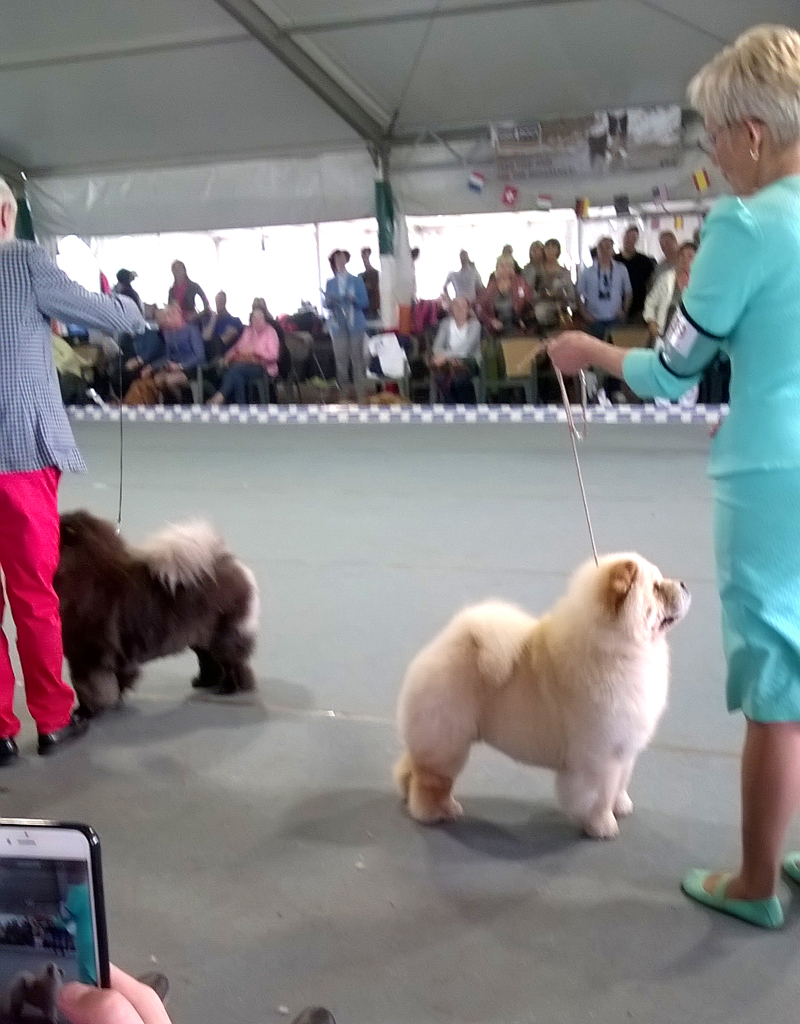 BOS Cac Bon Triumph Ice Lolly (right) Res.Cac Happy Blue Pearl Shensi For Tassino